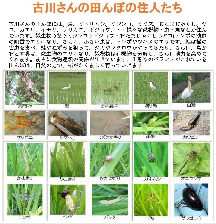 【会津産・R7年度産新米】自然農法米 古川さんのコシヒカリ【玄米5kg】(化学農薬・化学肥料不使用/40年以上無農薬栽培) ※低温乾燥米 ※色彩別選別機により選別済み ※会津産のお米は食味ランク「特A」の常連。「魚沼」と双璧をなすコシヒカリの名産地より最高級品質のお米をお届けします。