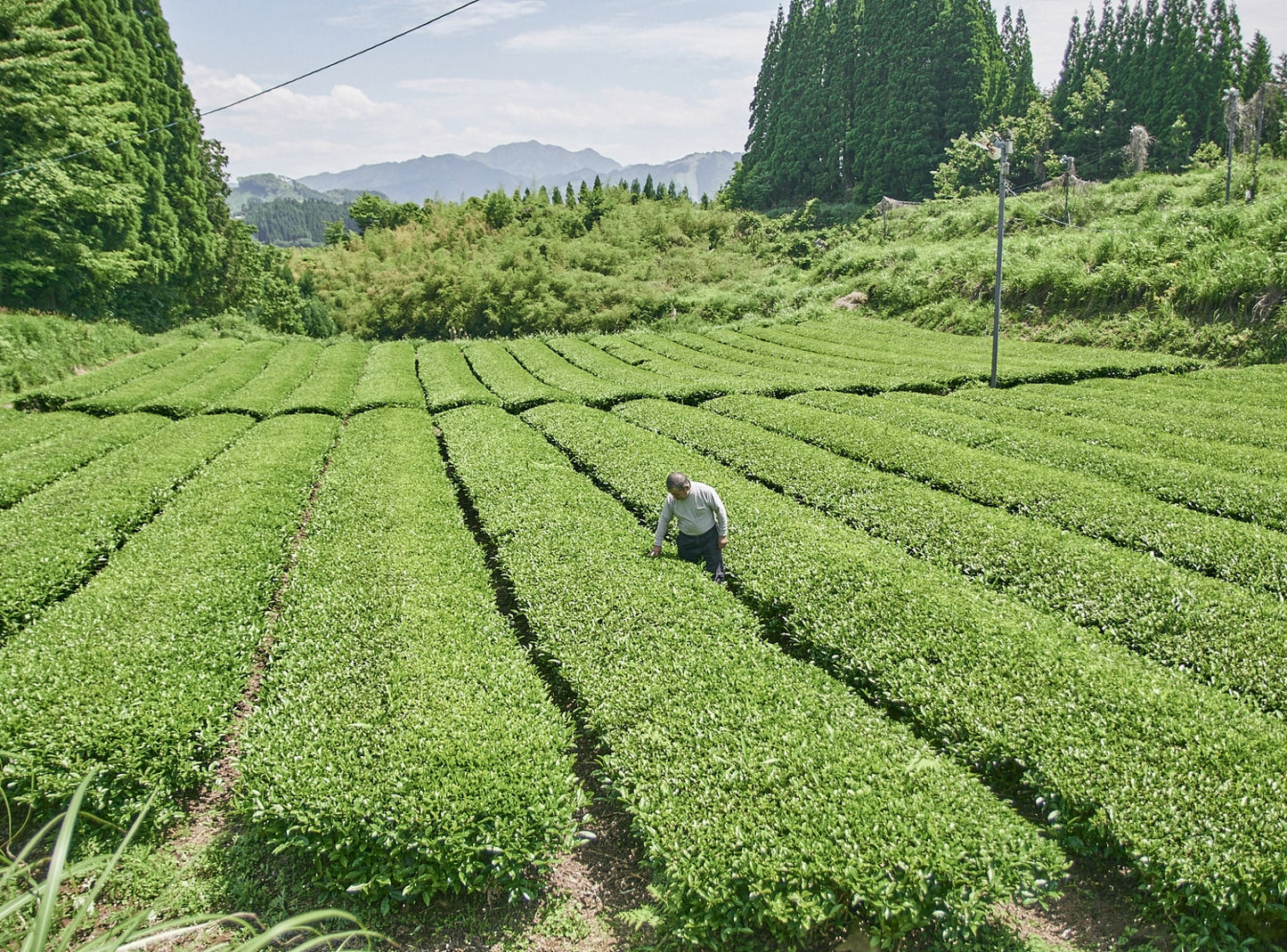 自然農法・古式青柳製法 ほうじ茶(特選)「朝一茶(あさいっちゃ)」50g【メール便送料無料】