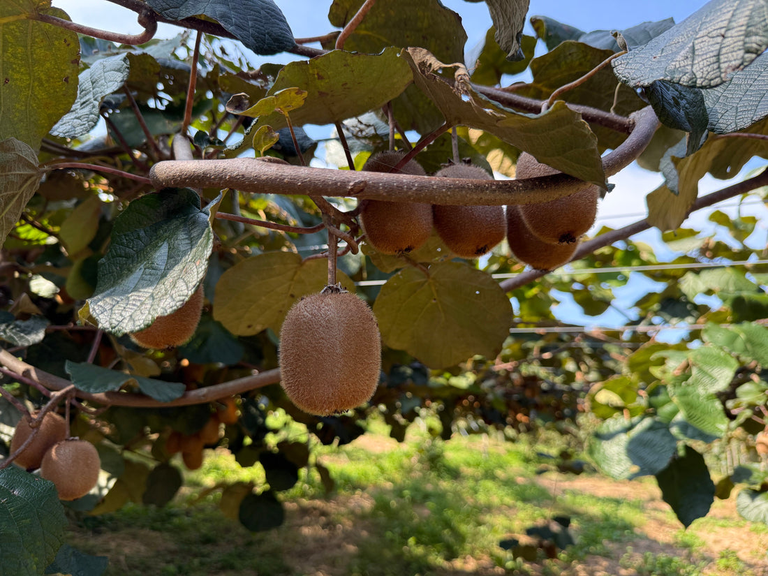 石綿さんの自然農法の果樹畑を見学。キウイがすくすく成長中でした。