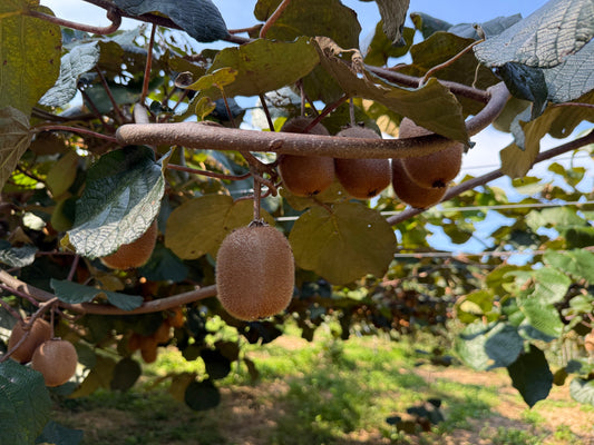 石綿さんの自然農法の果樹畑を見学。キウイがすくすく成長中でした。