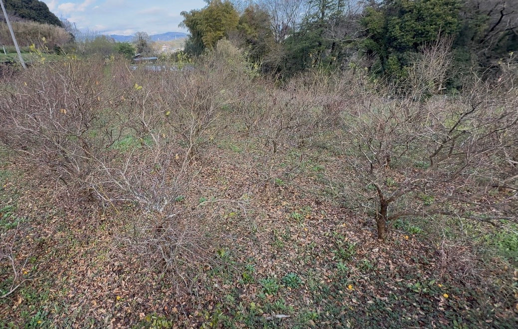 言葉を失った。小田原の柑橘畑で見た過酷な現実と、生まれた小さな希望