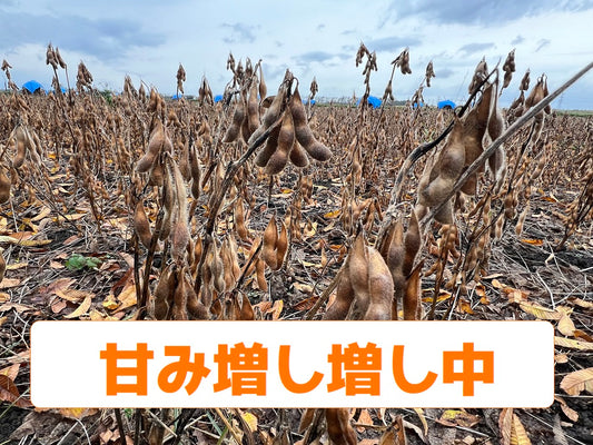 冬支度前の大豆畑。天日干で大豆がどんどん甘くなっています。