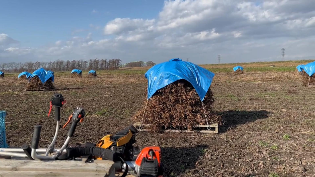 効率化とは無縁──74歳、まだ理想の農業の途中（北海道・土井弘一さん）