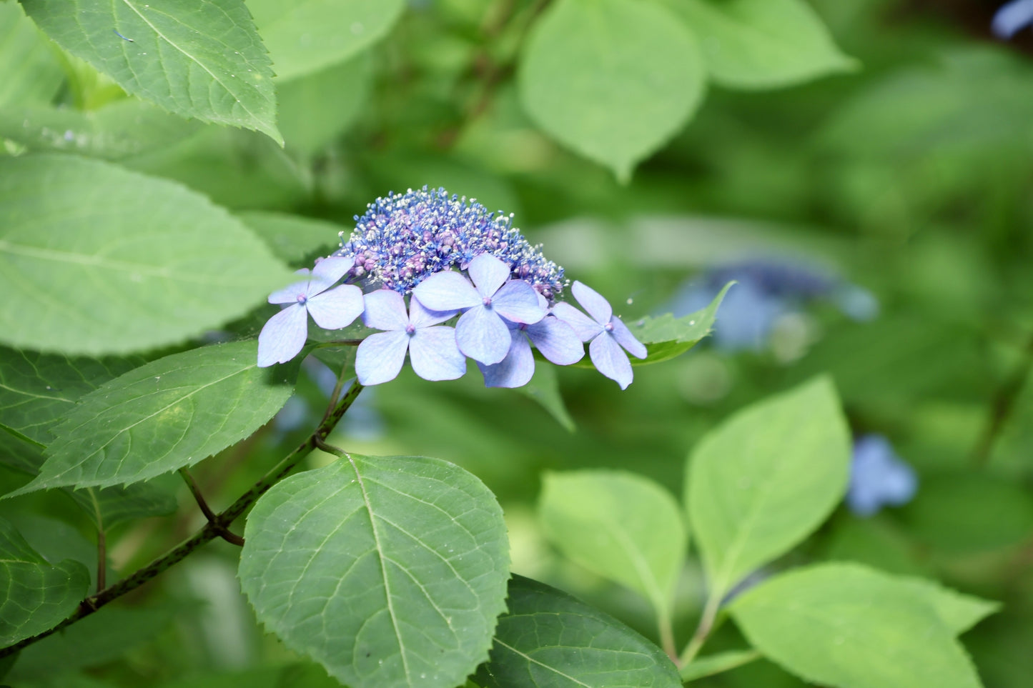 戸高園のあま茶　2ｇ×10袋　※無農薬無肥料　※天然のヤマアジサイ使用　★砂糖の約400倍以上の甘さを持つ甘味成分で甘いです。ノンカロリー、ノンカフェイン　【メール便送料無料】