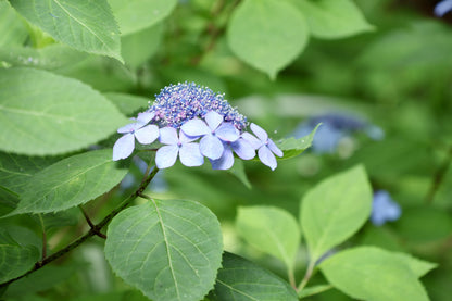 戸高園のあま茶　2ｇ×10袋　※無農薬無肥料　※天然のヤマアジサイ使用　★砂糖の約400倍以上の甘さを持つ甘味成分で甘いです。ノンカロリー、ノンカフェイン　【メール便送料無料】