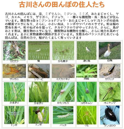 【会津産・R7年度産新米】自然農法米 古川さんのササニシキ【玄米５ｋｇ】（化学農薬・化学肥料不使用／40年以上無農薬栽培） ★あっさりとし他食感の高アミロース米 ※低温乾燥米 ※色彩別選別機により選別済み ※会津産のお米は食味ランク「特A」の常連。「魚沼」と双璧をなす米の名産地より最高級品質のお米をお届けします。
