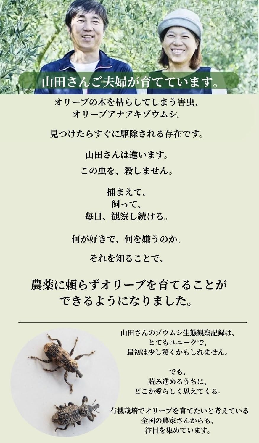 山田オリーブ園 小豆島産 有機無農薬栽培 有機オリーブ茶 有機JAS 自然農法 国産 無添加 ノンカフェイン 手摘み 春摘み 小豆島 ティーバッグ 2g×10個 1袋