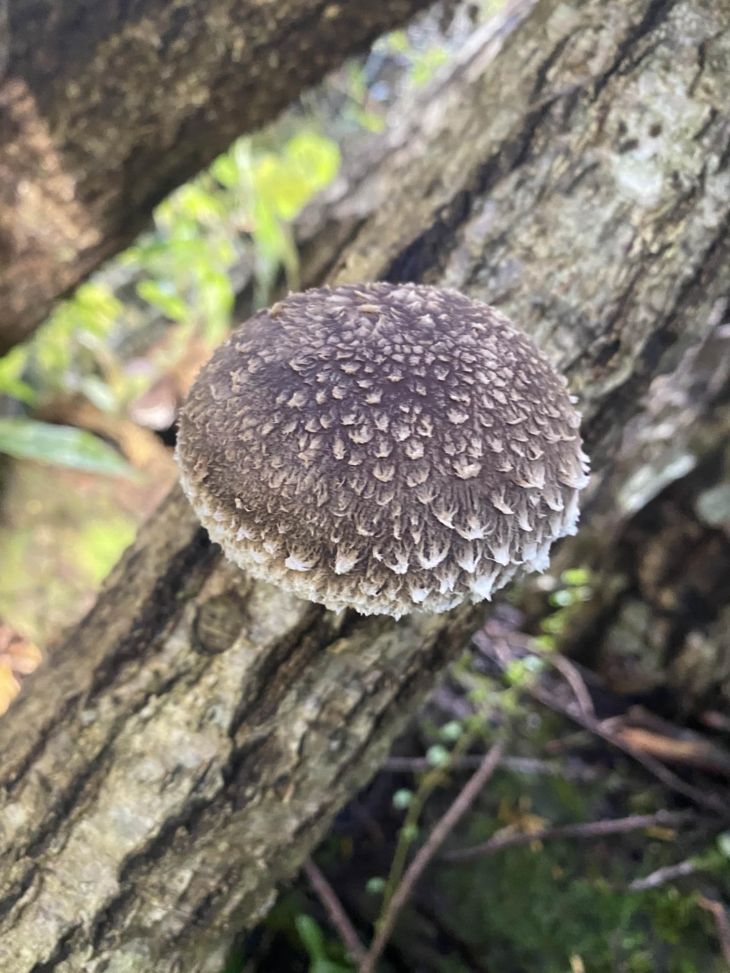 戸高園のうまみしいたけ　100g 　自然栽培・原木栽培　(無農薬栽培・干し椎茸）※「焼きしいたけ」、「ステーキしいたけ」でそのまま食べるのがおすすめ。