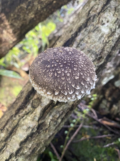 戸高園のうまみしいたけ　100g 　自然栽培・原木栽培　(無農薬栽培・干し椎茸）※「焼きしいたけ」、「ステーキしいたけ」でそのまま食べるのがおすすめ。