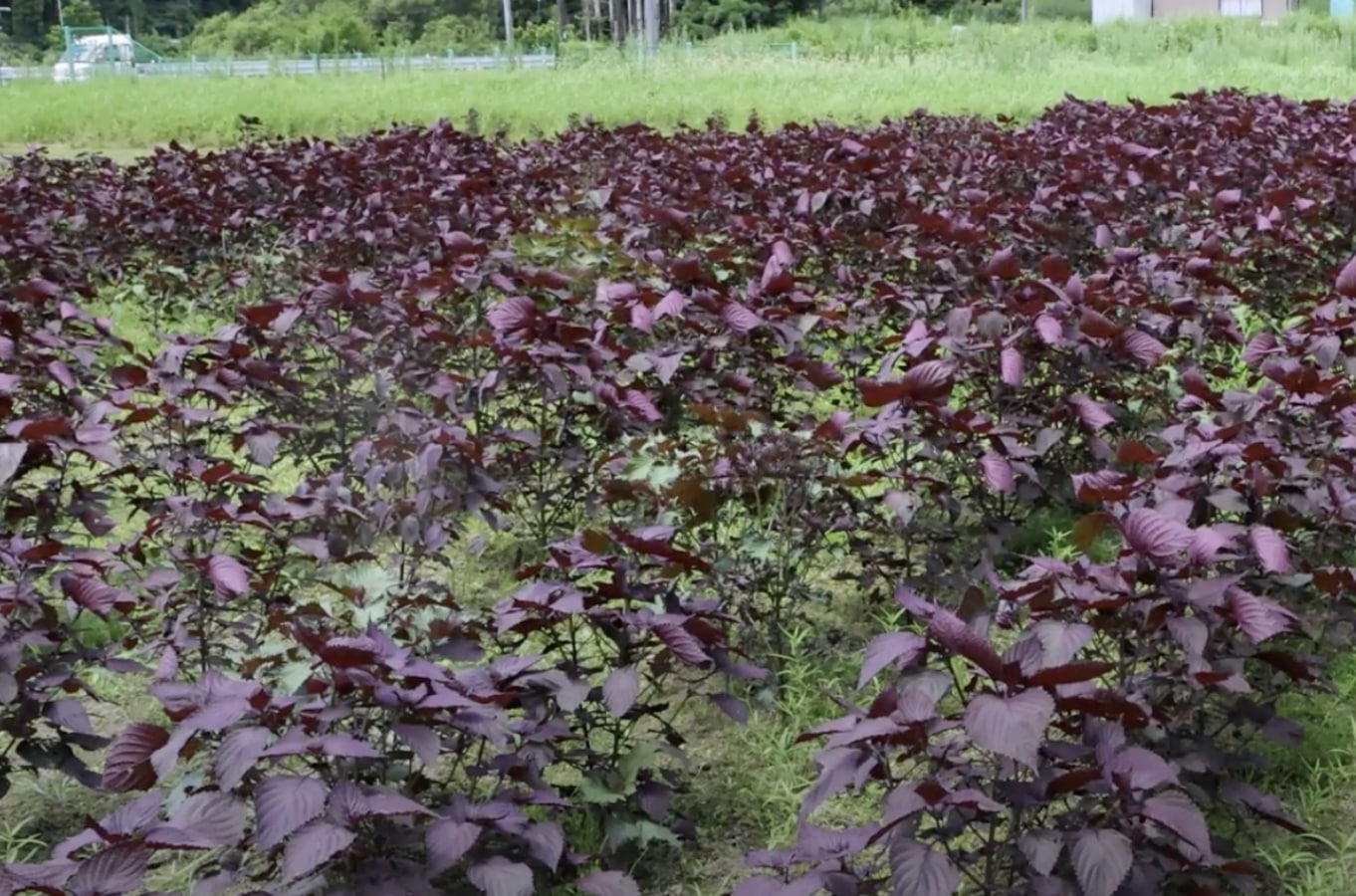 【送料無料】【2ｋｇ／4個セット】自然農法梅干【紀和の里梅】 500g×4個 ※無農薬無化学肥料栽培・伝統製法