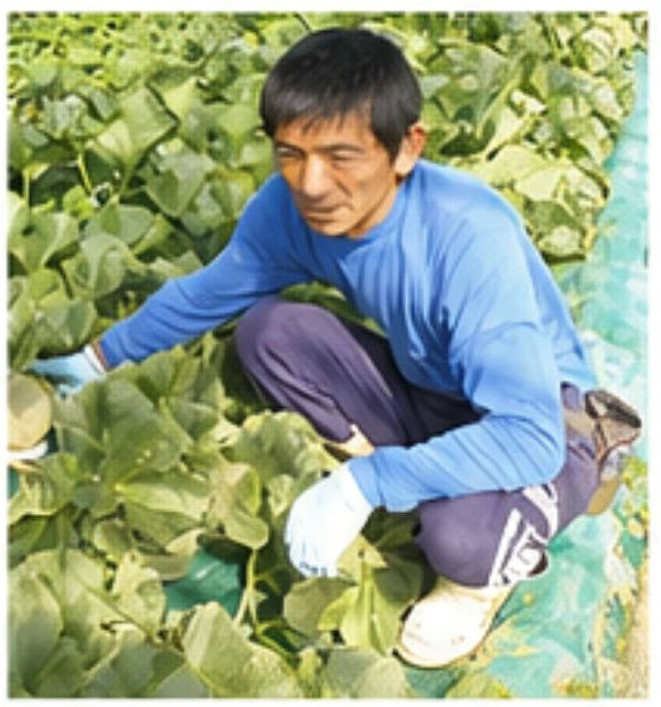 【北海道産 中富良野町 】有機JAS 坂本正男の有機メロン 1玉（約1.1ｋｇ～1.3ｋｇ前後） 【産地直送】無農薬 無化学肥料 自然農法 自然栽培 富良野 メロン 赤肉メロン ゆめてまり お取り寄せ ギフト お中元 糖度15度以上目安
