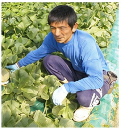 【北海道産 中富良野町 】有機JAS 坂本正男の有機メロン 1玉（約1.1ｋｇ～1.3ｋｇ前後） 【産地直送】無農薬 無化学肥料 自然農法 自然栽培 富良野 メロン 赤肉メロン ゆめてまり お取り寄せ ギフト お中元 糖度15度以上目安