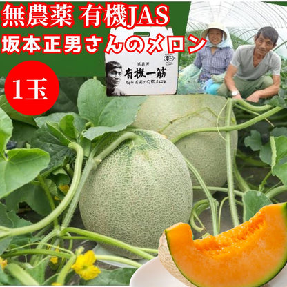 【北海道産 中富良野町 】有機JAS 坂本正男の有機メロン 1玉（約1.1ｋｇ～1.3ｋｇ前後） 【産地直送】無農薬 無化学肥料 自然農法 自然栽培 富良野 メロン 赤肉メロン ゆめてまり お取り寄せ ギフト お中元 糖度15度以上目安