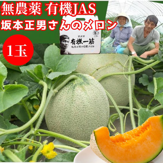 【北海道産 中富良野町 】有機JAS 坂本正男の有機メロン 1玉（約1.1ｋｇ～1.3ｋｇ前後） 【産地直送】無農薬 無化学肥料 自然農法 自然栽培 富良野 メロン 赤肉メロン ゆめてまり お取り寄せ ギフト お中元 糖度15度以上目安