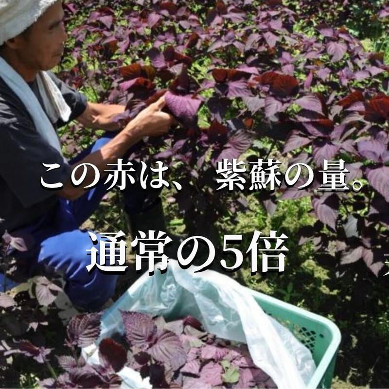 自然農法・無添加梅干【紀和のこうめ（小梅）渓 小】375ｇ【メール便送料無料】